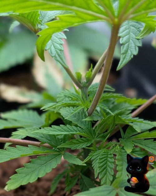 Sunset Sherbet GF (MY TURN) - Catlife420. Week 4 - 11-20
Day 27