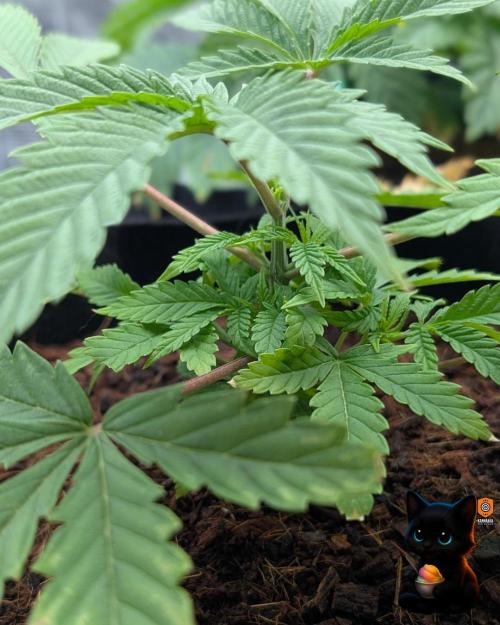 Sunset Sherbet GF (MY TURN) - Catlife420. Week 4 - 11-20
Day 27