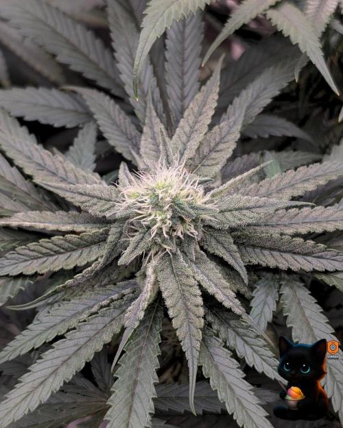 Sunset Sherb Go Fast. Week 9