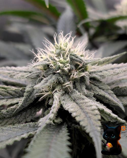 Sunset Sherb Go Fast. Week 9