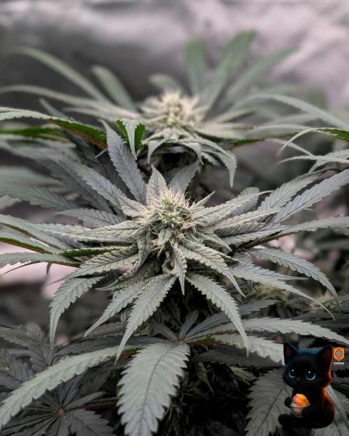 Sunset Sherb Go Fast. Week 9