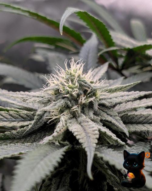 Sunset Sherb Go Fast. Week 9