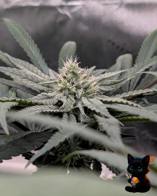 Sunset Sherb Go Fast. Week 9