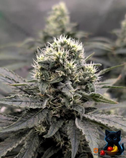 Twinning with Apples and Bananas. Week 14