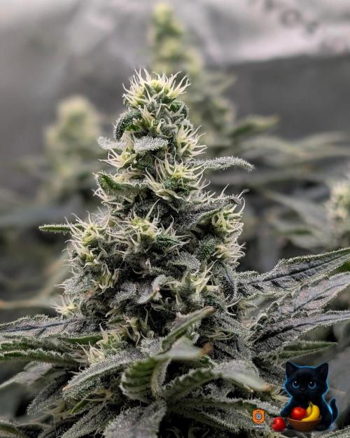 Twinning with Apples and Bananas. Week 14