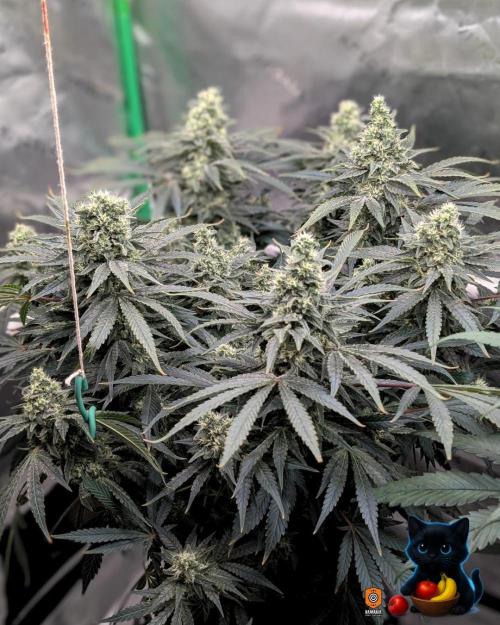 Twinning with Apples and Bananas. Week 14