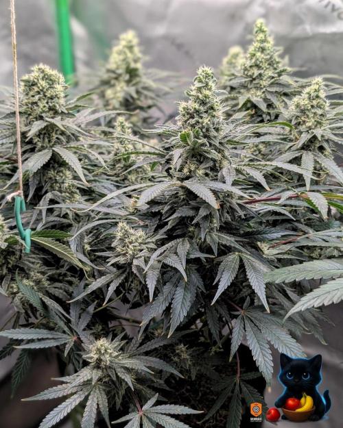 Twinning with Apples and Bananas. Week 14