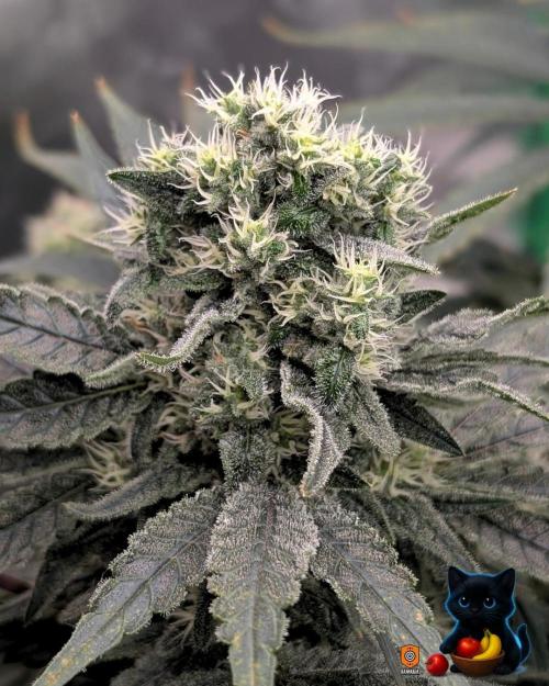 Twinning with Apples and Bananas. Week 14