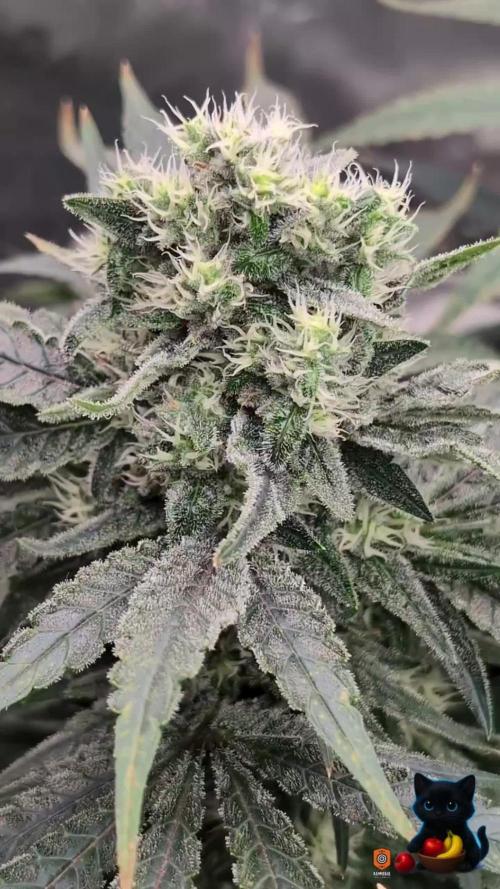 Twinning with Apples and Bananas