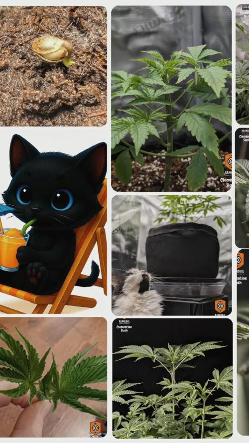 Clementine Slush - Catlife420