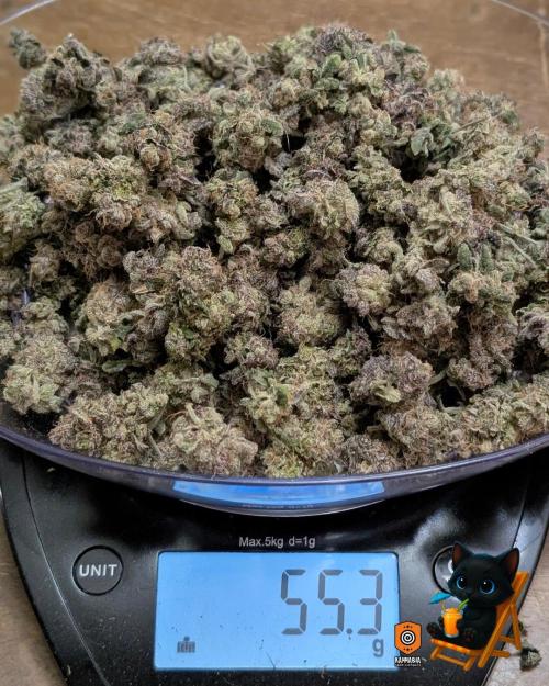 Clementine Slush - Catlife420. Week 19 - 11/19
Dried for 9 Days