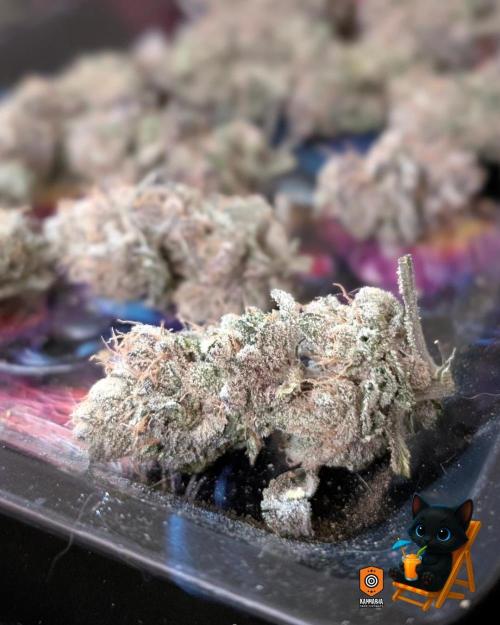 Clementine Slush - Catlife420. Week 19 - 11/19
Dried for 9 Days