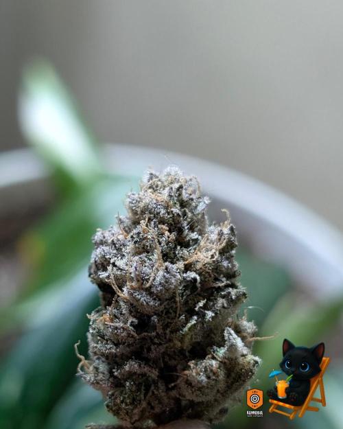 Clementine Slush - Catlife420. Week 19 - 11/19
Dried for 9 Days