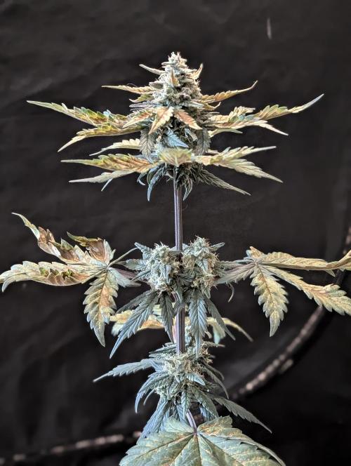 Gettin Frosty with Da Boys. Week 8