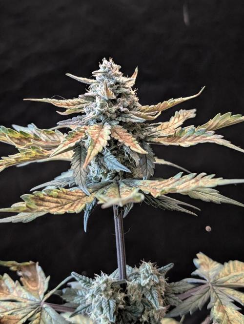 Gettin Frosty with Da Boys. Week 8