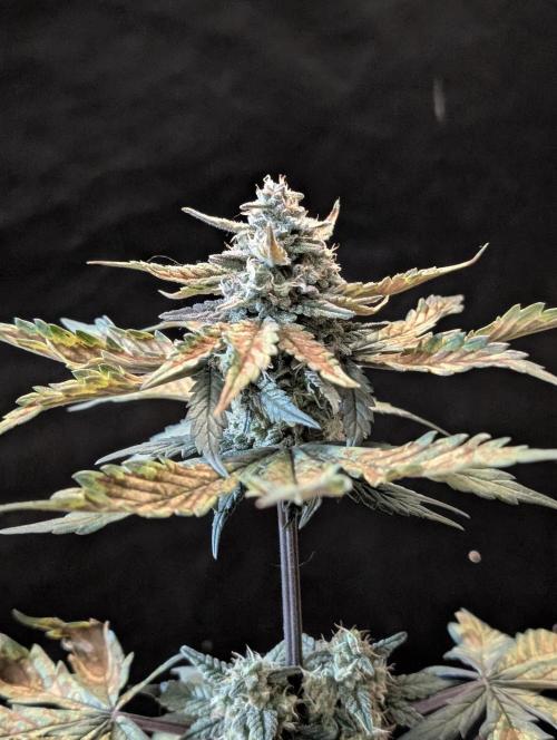 Gettin Frosty with Da Boys. Week 8