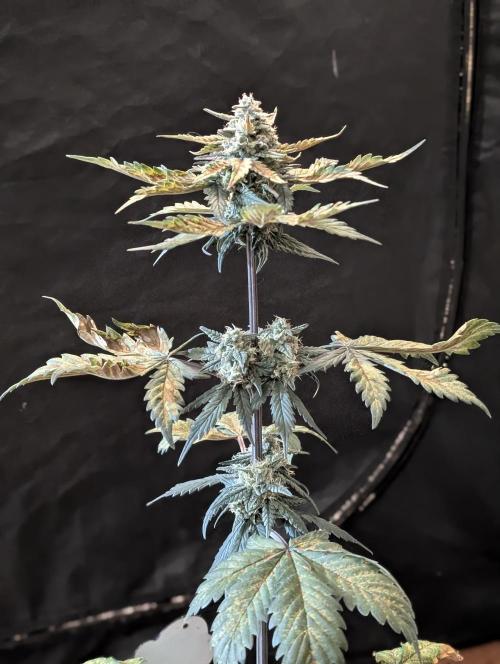 Gettin Frosty with Da Boys. Week 8