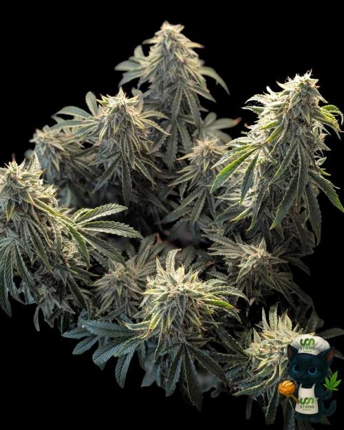 Apple Fritter STRNG style. Week 12