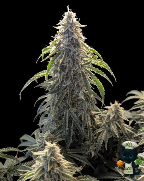 Apple Fritter STRNG style. Week 12