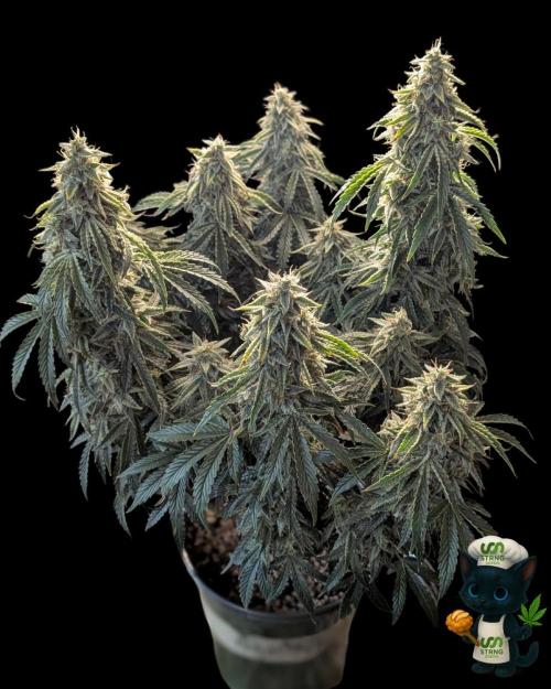 Apple Fritter STRNG style. Week 12