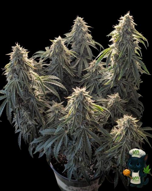 Apple Fritter STRNG style. Week 12