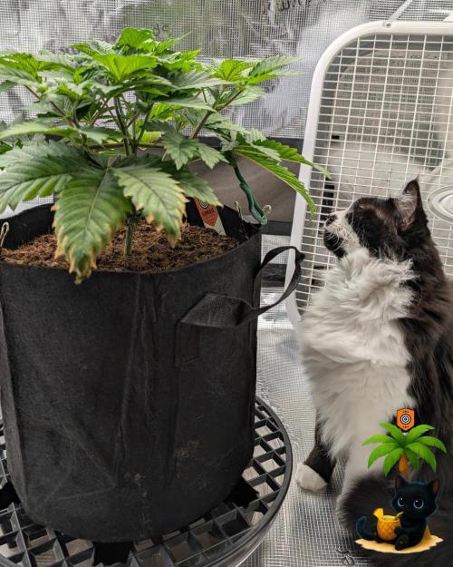 The Dreamy, Pineapple Dream - Catlife420. Week 5 - 11-25
Day 32
Lana