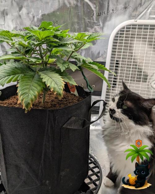 The Dreamy, Pineapple Dream - Catlife420. Week 5 - 11-25
Day 32
Lana