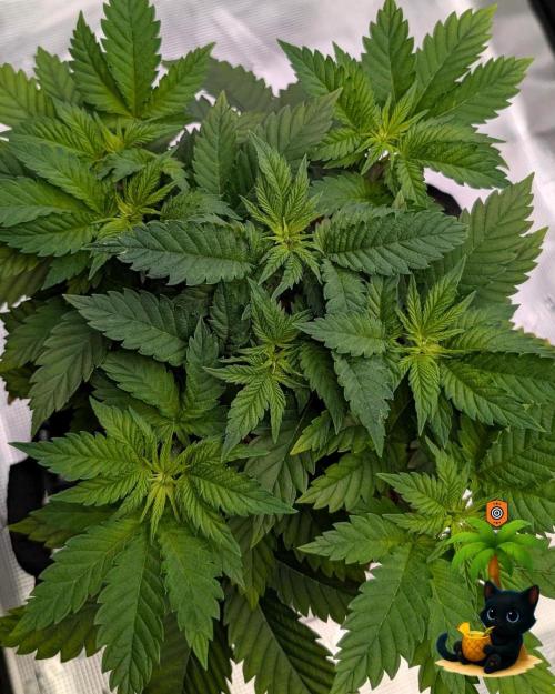 The Dreamy, Pineapple Dream - Catlife420. Week 5 - 11-25
Day 32