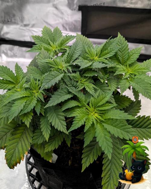 The Dreamy, Pineapple Dream - Catlife420. Week 5 - 11-25
Day 32