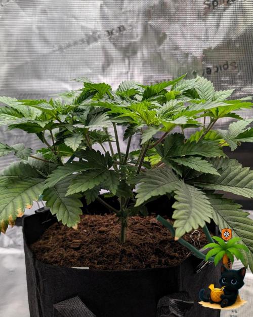 The Dreamy, Pineapple Dream - Catlife420. Week 5 - 11-25
Day 32