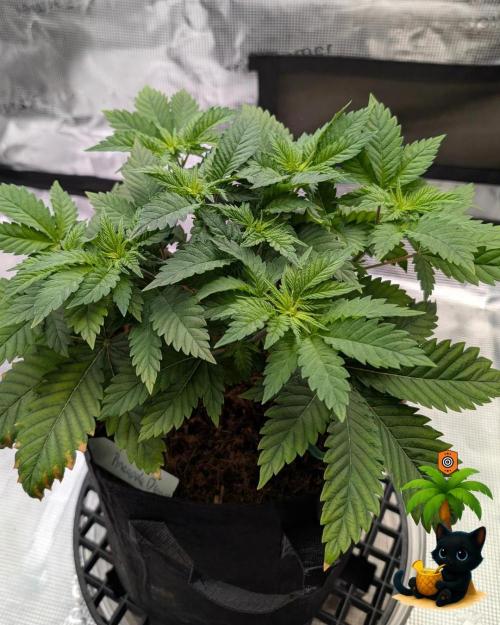 The Dreamy, Pineapple Dream - Catlife420. Week 5 - 11-25
Day 32