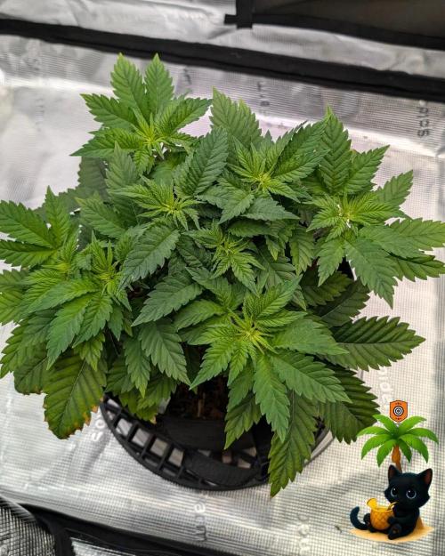 The Dreamy, Pineapple Dream - Catlife420. Week 5 - 11-25
Day 32