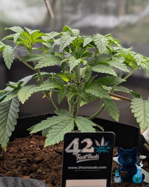 FEM 11 Photo Tester - Catlife420. Week 5 - 11-25
Day 32