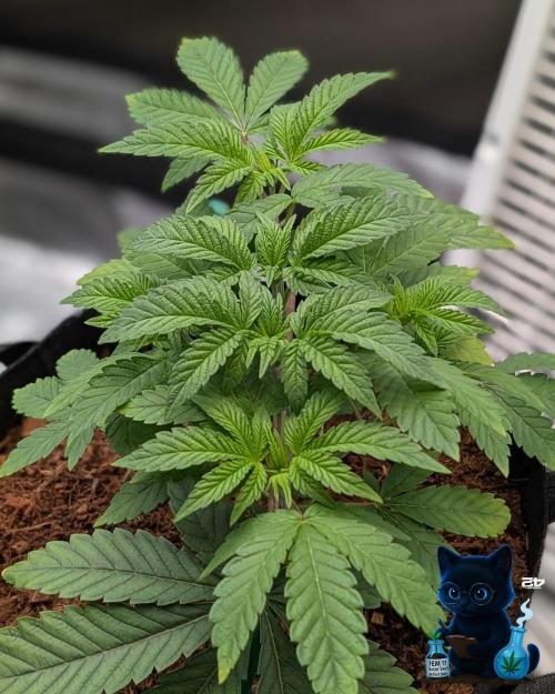 FEM 11 Photo Tester - Catlife420. Week 5 - 11-25
Day 32