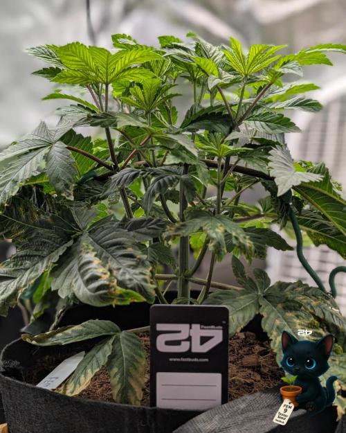 FEM 9 Photo Tester - Catlife420. Week 5 - 11-25
Day 32