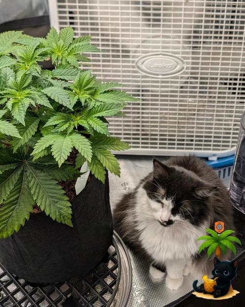 The Dreamy, Pineapple Dream - Catlife420. Week 5 - 11-27
Day 34
Lana