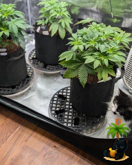 The Dreamy, Pineapple Dream - Catlife420. Week 5 - 11-27
Day 34
Lana