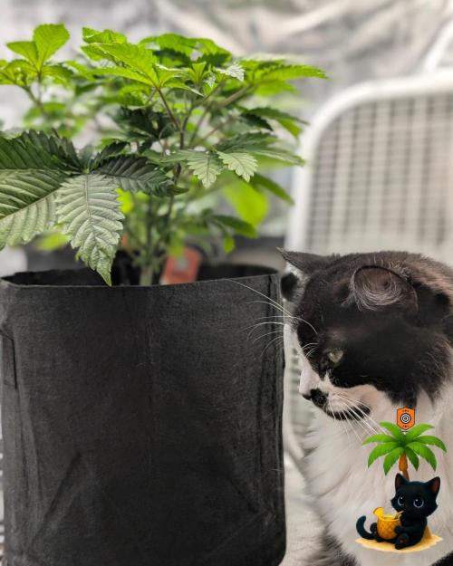 The Dreamy, Pineapple Dream - Catlife420. Week 5 - 11-27
Day 34
Lana