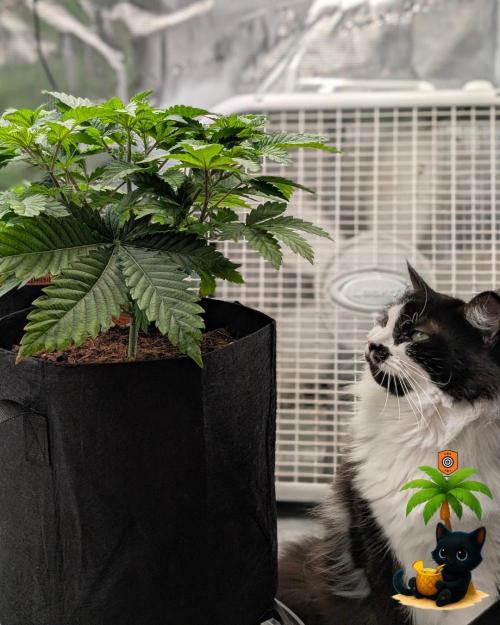 The Dreamy, Pineapple Dream - Catlife420. Week 5 - 11-27
Day 34
Lana