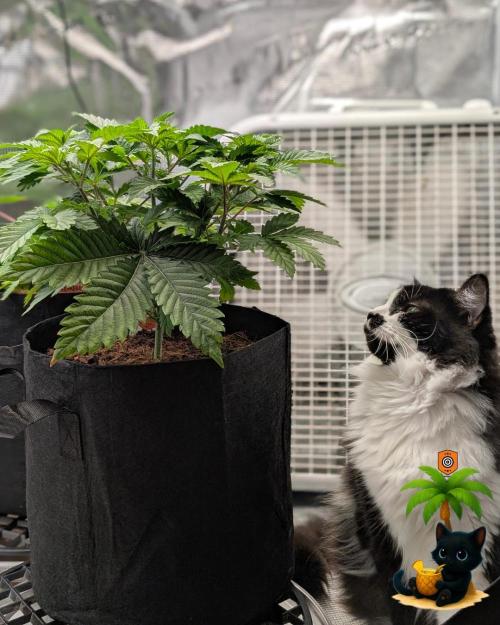 The Dreamy, Pineapple Dream - Catlife420. Week 5 - 11-27
Day 34
Lana