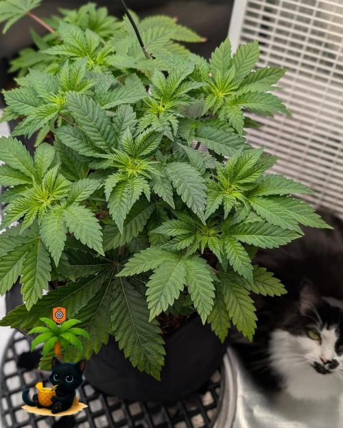 The Dreamy, Pineapple Dream - Catlife420. Week 5 - 11-27
Day 34
Lana