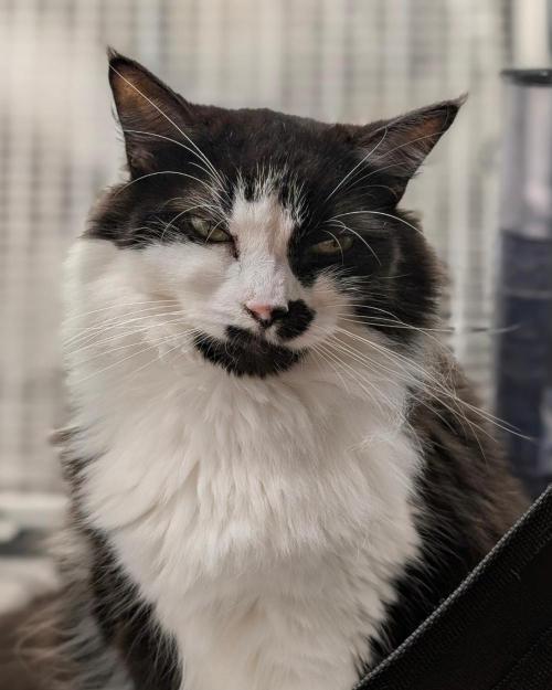 The Dreamy, Pineapple Dream - Catlife420. Week 5 - 11-27
Day 34
Lana