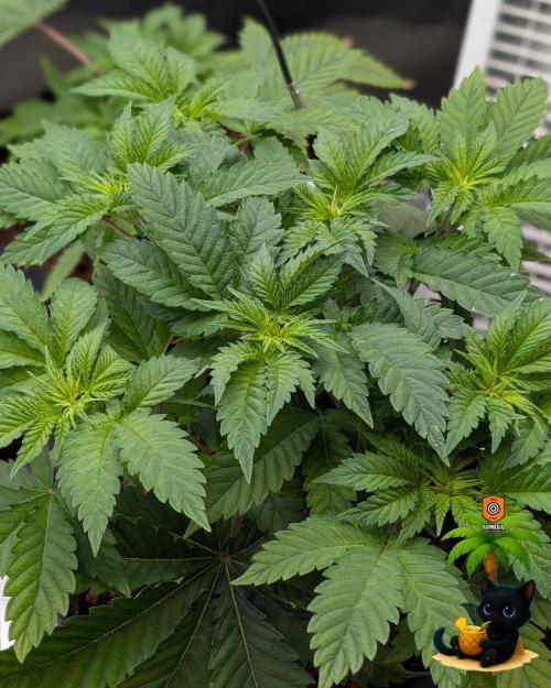 The Dreamy, Pineapple Dream - Catlife420. Week 5 - 11-27
Day 34