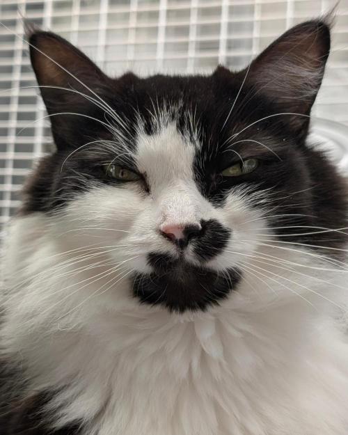 The Dreamy, Pineapple Dream - Catlife420. Week 5 - 11-27
Day 34
Lana