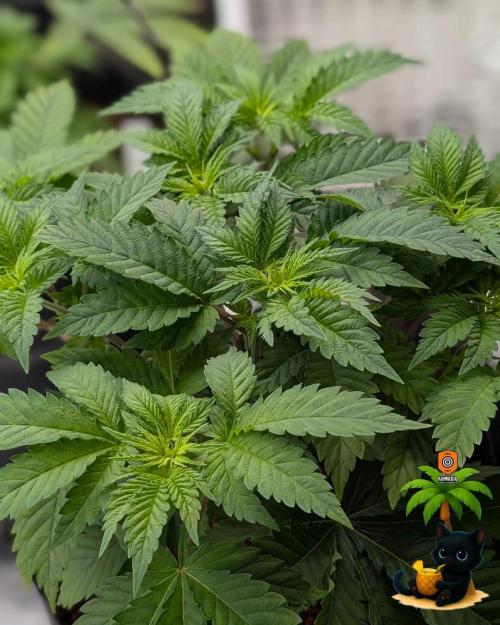 The Dreamy, Pineapple Dream - Catlife420. Week 5 - 11-27
Day 34