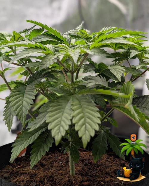 The Dreamy, Pineapple Dream - Catlife420. Week 5 - 11-27
Day 34