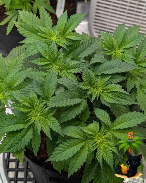 The Dreamy, Pineapple Dream - Catlife420. Week 5 - 11-27
Day 34