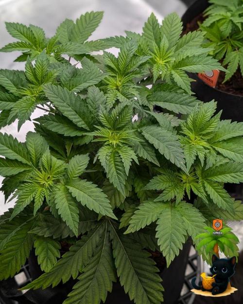 The Dreamy, Pineapple Dream - Catlife420. Week 5 - 11-27
Day 34