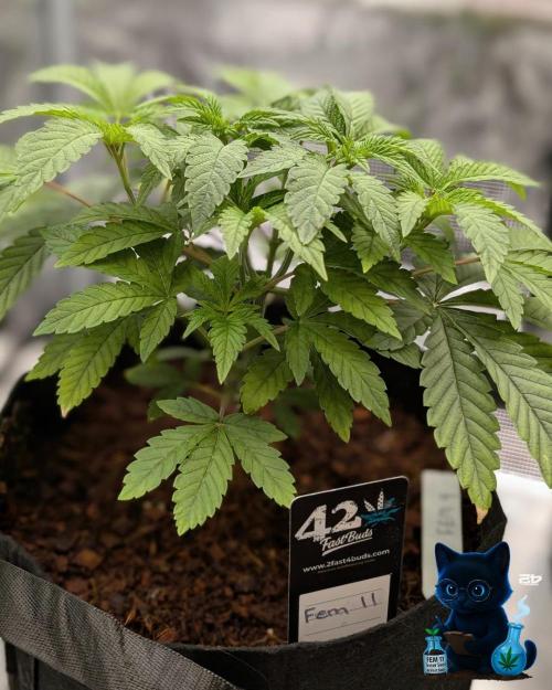 FEM 11 Photo Tester - Catlife420. Week 5 - 11-27
Day 34