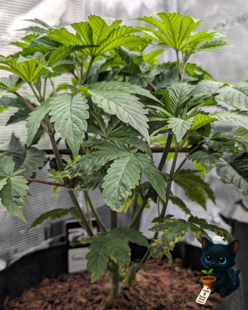 FEM 9 Photo Tester - Catlife420. Week 5 - 11-27
Day 34